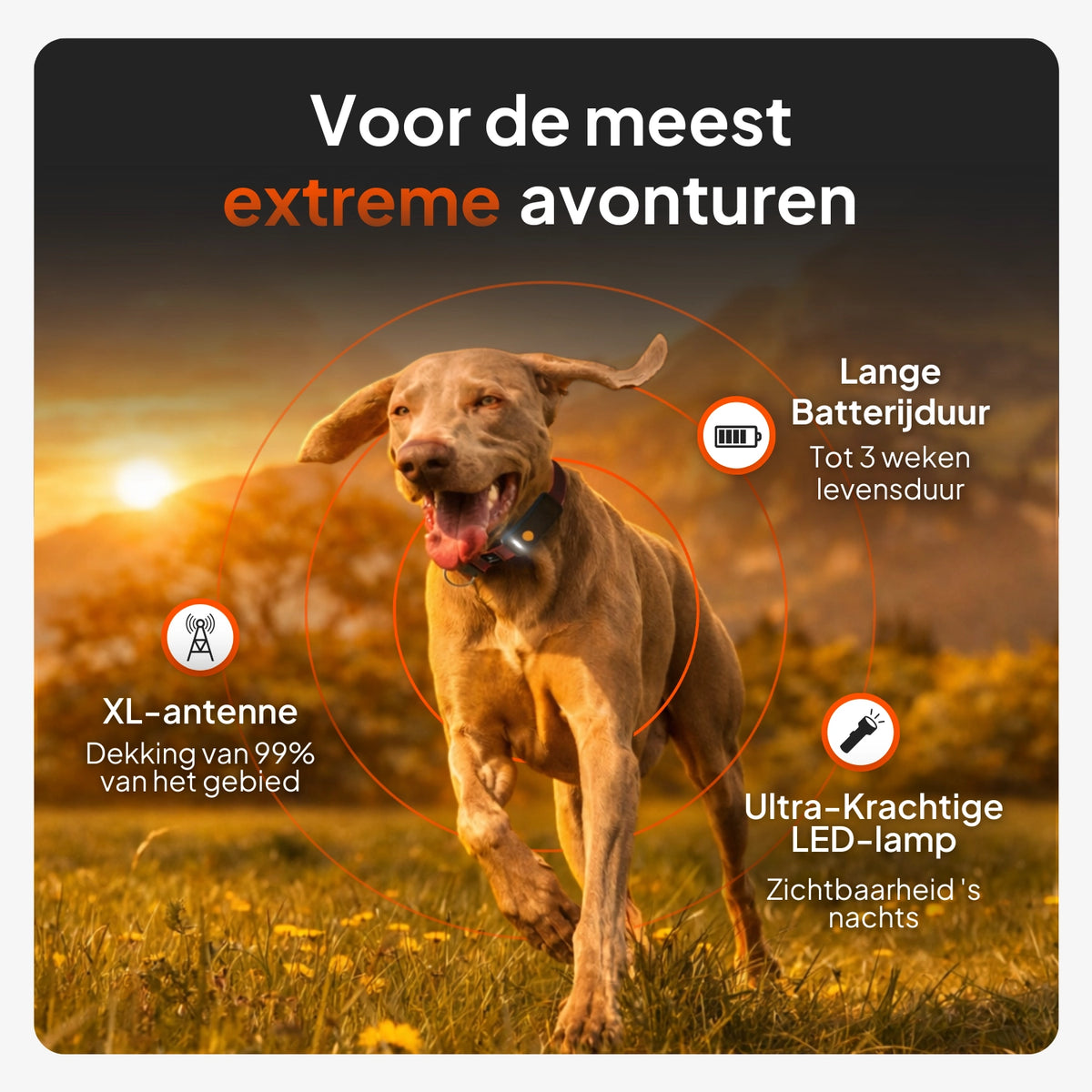 🐶📍Weenect XT GPS Tracker voor Honden
