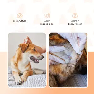🐾 Natuurlijke Vlooien- en Tekenpipet voor Honden (tot 5 kg) – Knock Pest