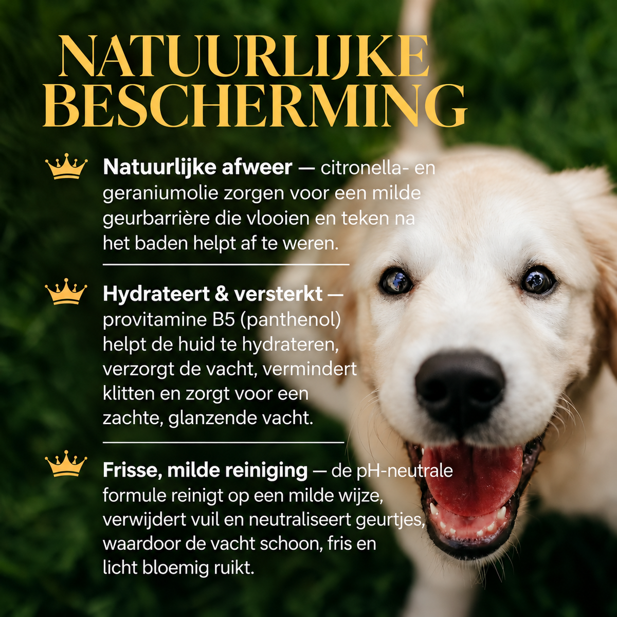 🐾 Vlooien- & Teken Shampoo voor Honden 350 ml | Barkin & Meowson